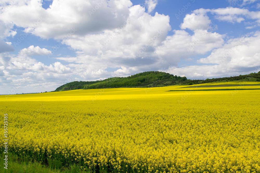 Fototapeta premium Blooming Oil Seed Rape Field with blue cloudy sky. Nature landscape