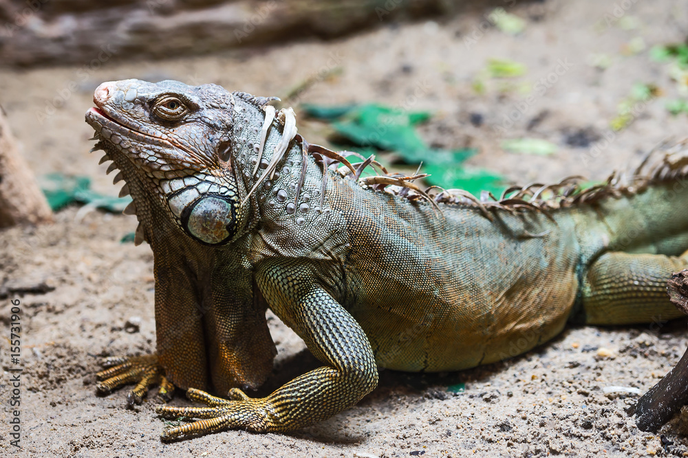 Fototapeta premium Iguana
