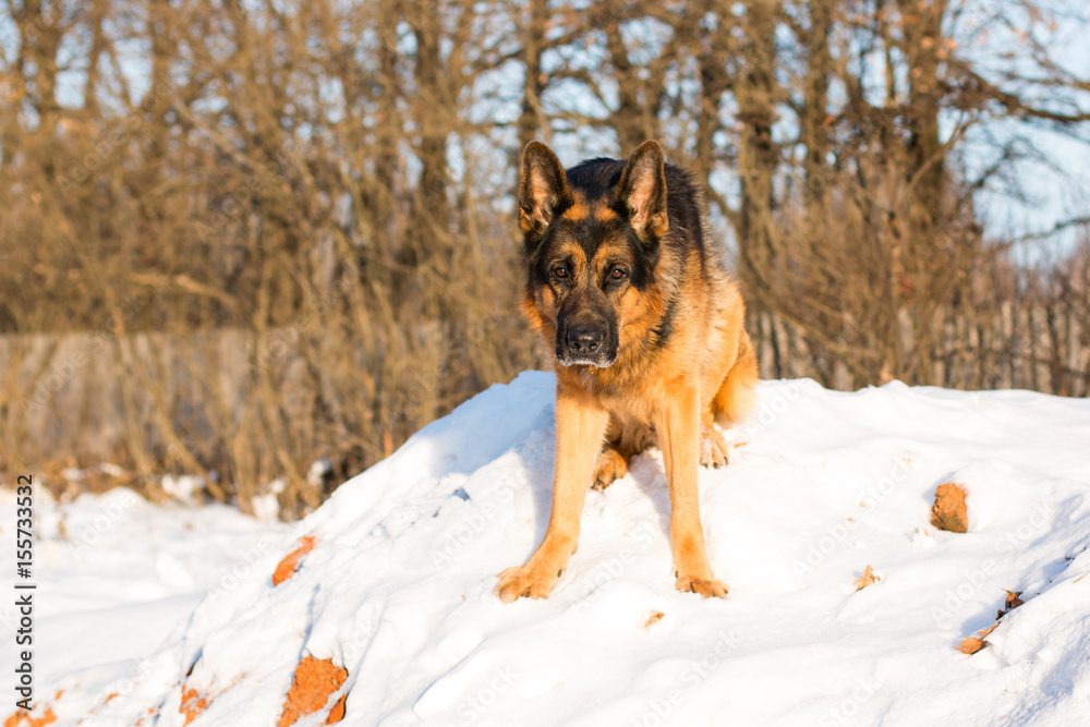 Dog german shepherd in a village in a winter Dog german shepherd in a village in a winter