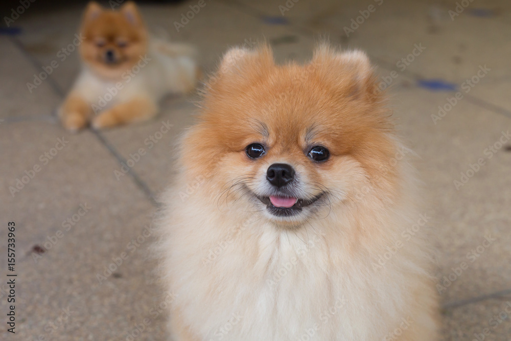 happy pomeranian dog cute pet smile friendly happy pomeranian dog cute pet smile friendly