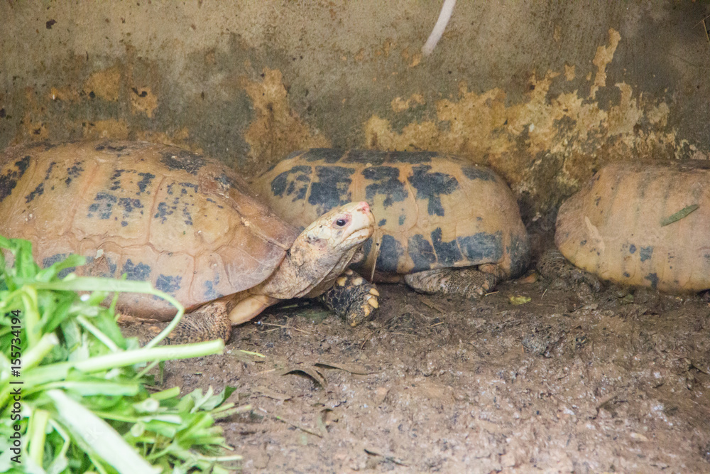 Obraz premium Turtle