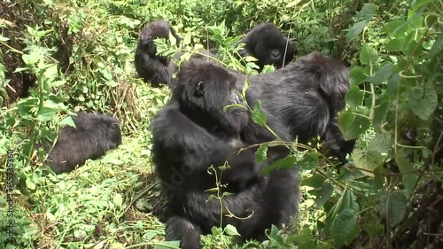 Wild Gorilla animal Rwanda Africa tropical Forest 
