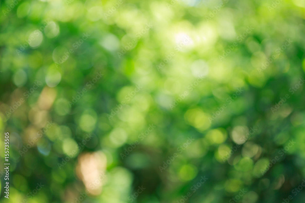 green nature blur bokeh background