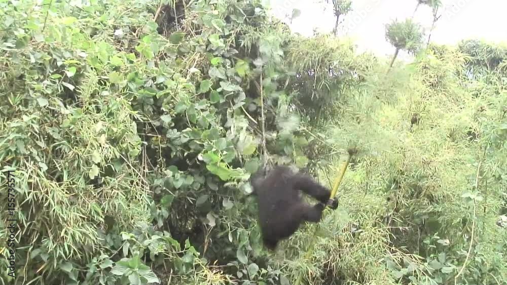 Wild Gorilla animal Rwanda Africa tropical Forest Wild Gorilla animal Rwanda Africa tropical Forest