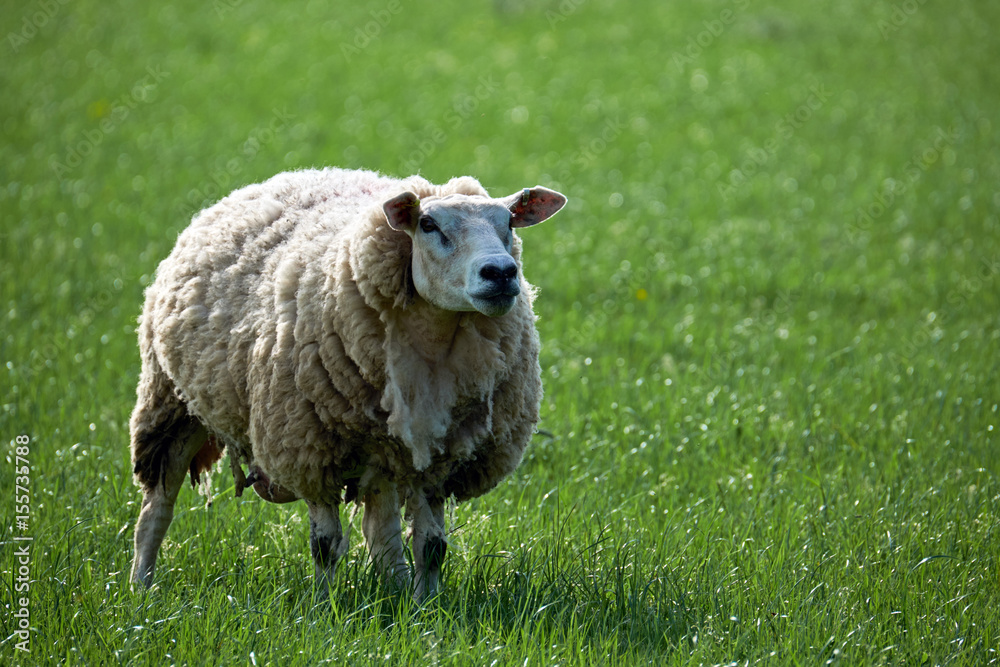 Fototapeta premium welsh sheep in Brecon Beacons National Park