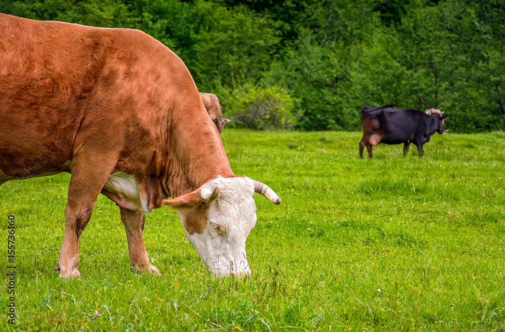 rufous cow on a meadow near the forest rufous cow on a meadow near the forest