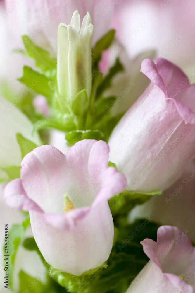 Fototapeta premium beautiful detail of campanula medium plant.