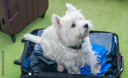 Kleiner weißer Hund sitzt in einem gepackten Koffer photo