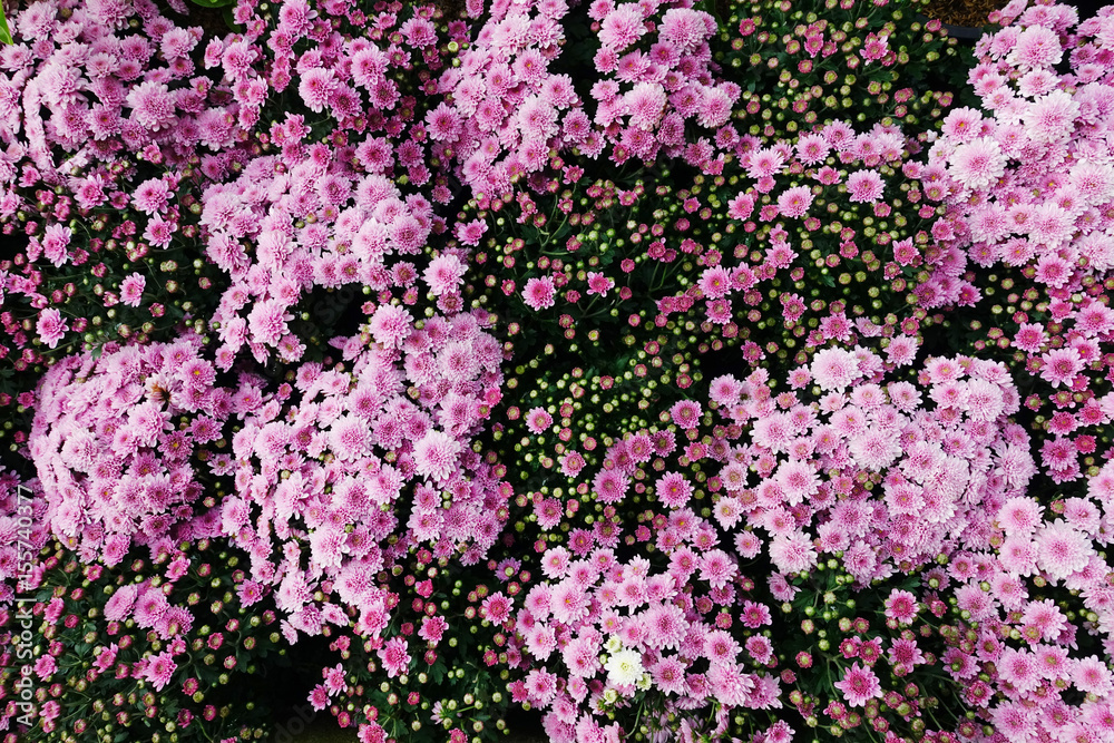 the beautiful flower in nature the beautiful flower in nature