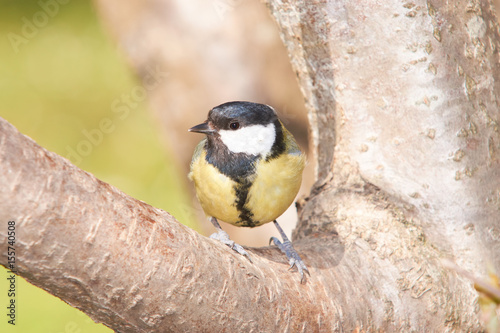 Great Tit sitting on a tree