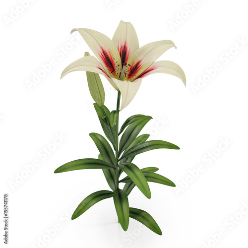 Beautiful white lily flower, isolated on white. 3D illustration