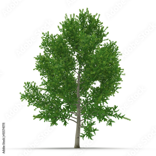Green Poplar tree isolated on white. 3D illustration