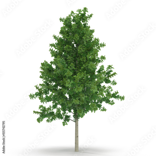 Poplar tree isolated on white. 3D illustration