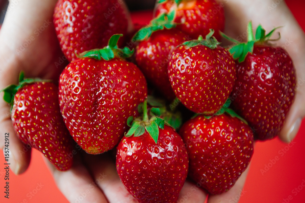 Cropped image a woman's hands holding a bunch of strawberries. Female holding a handful of fresh strawberries. Cropped image a woman's hands holding a bunch of strawberries. Female holding a handful of fresh strawberries.