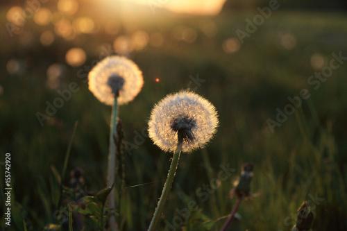 Fototapeta Naklejka Na Ścianę i Meble -  sunny flower/ White and fluffy dandelion on a sunset background in a summer field 
