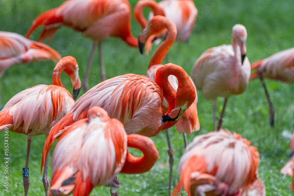 Fototapeta premium Flamants roses