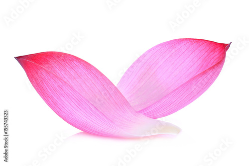 Closeup of lotus petal isolated on white background