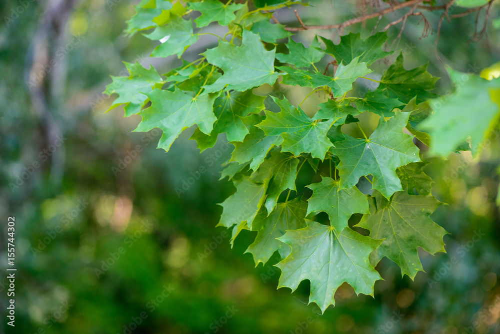 Maple leaves Maple leaves