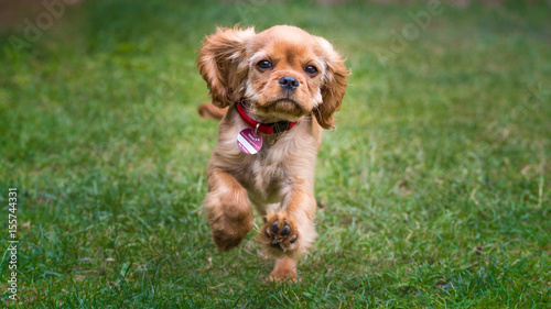 Little cavalier puppy running outside