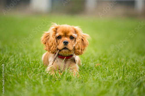 Little cavalier dog puppy laying in gras