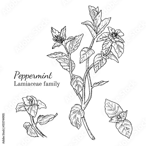 Ink peppermint herbal illustration. Hand drawn botanical sketch style. Absolutely vector. Good for using in packaging - tea, condinent, oil etc - and other applications