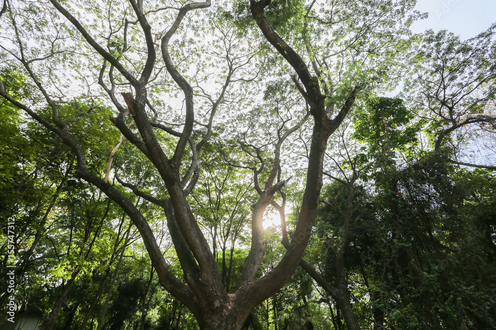 Obraz premium Tree in the garden