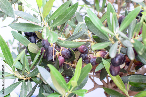 A beautiful olive tree grows in Greece