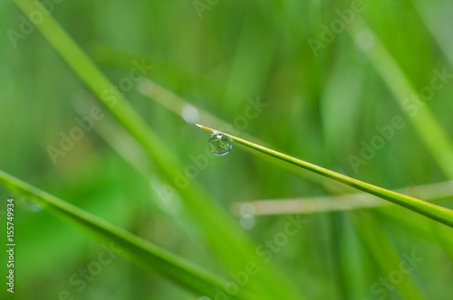 Morning dew on the grass. Water drops with a grass reflection