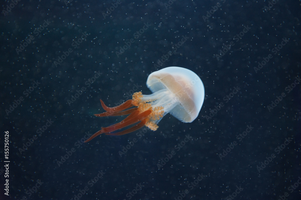 Αυτοκόλλητο Beautiful jellyfish (Rhopilema esculentum) in blue water