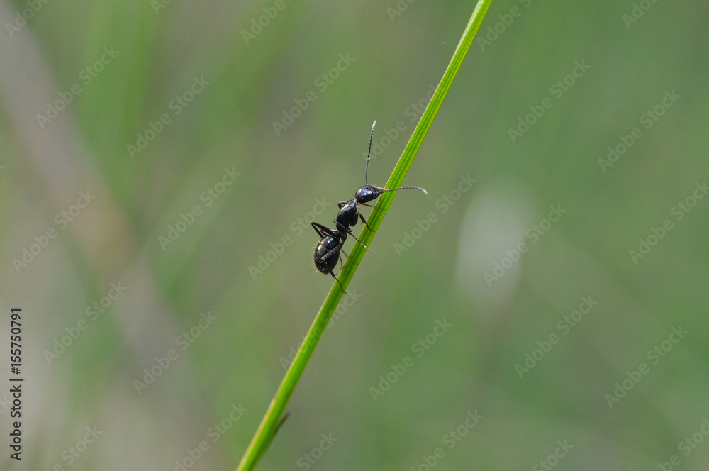 Black ant exploring in grass in the morning. Ant warrior in green grass Black ant exploring in grass in the morning. Ant warrior in green grass