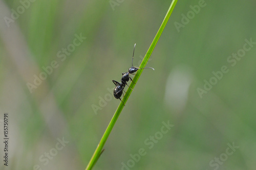Black ant exploring in grass in the morning. Ant warrior in green grass
