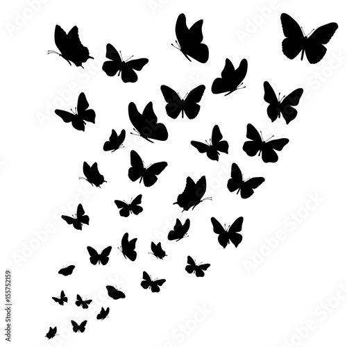 Vector silhouette of butterflies on white background.