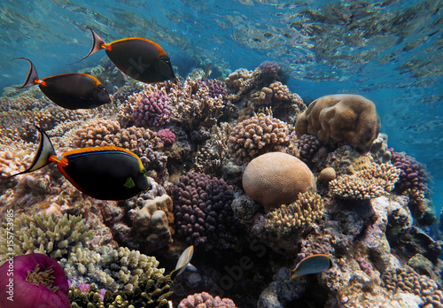 sea life fish underwater landscape