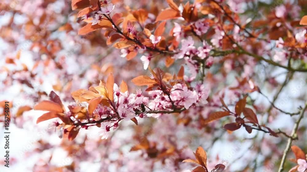 Pink blossoming branches fastly swings on the wind. Pink blossoming branches fastly swings on the wind.