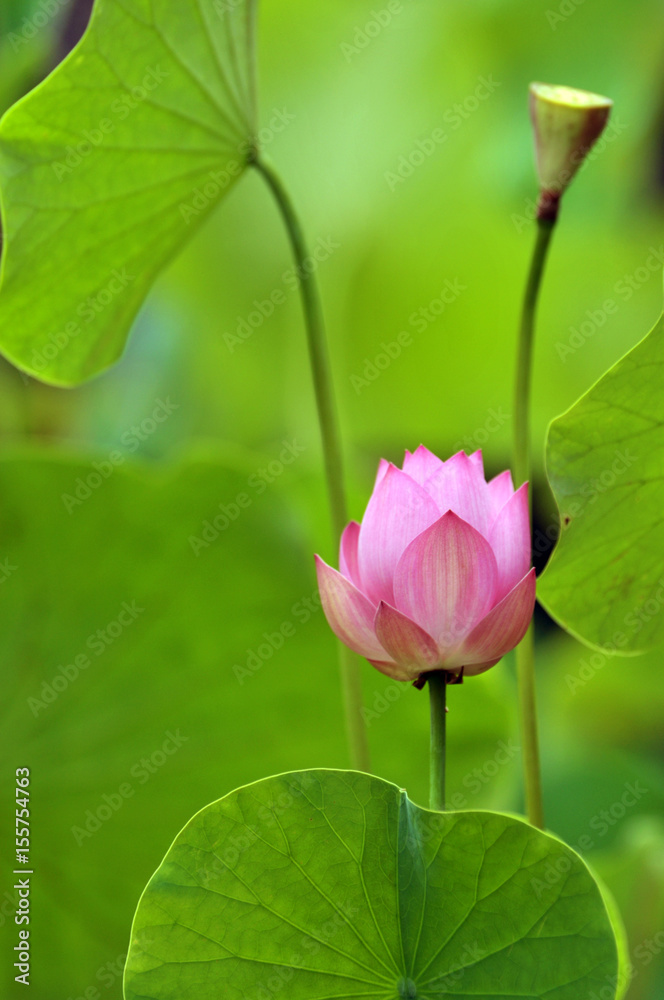 Blossom lotus flowers