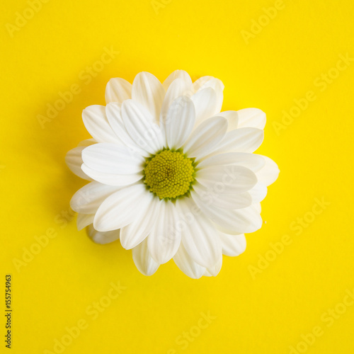 White chamomile flower pattern on yellow background. Minimal flat lay concept.