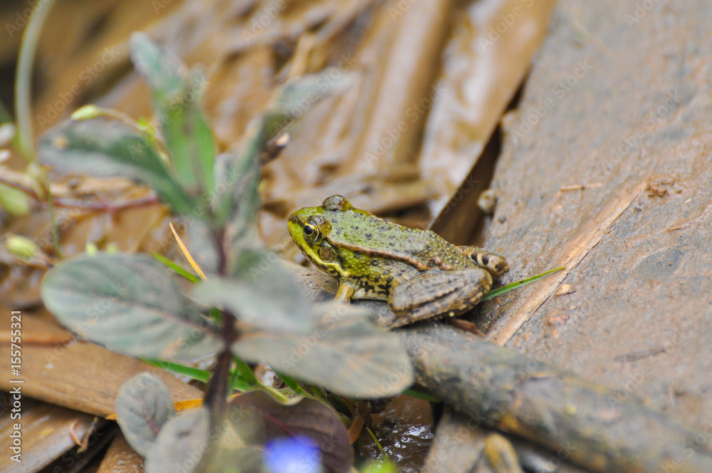 The edible frog (Pelophylax kl. esculentus) common water frog or green frog. Little frog in pond The edible frog (Pelophylax kl. esculentus) common water frog or green frog. Little frog in pond