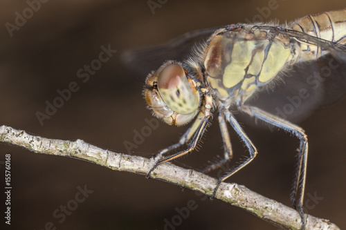 A beautiful dragonfly close portrait © Rinaldo