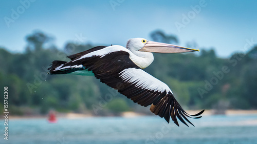 Australian Pelican
