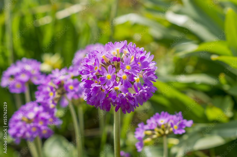 purple Primula denticulata flowers in spring garden purple Primula denticulata flowers in spring garden
