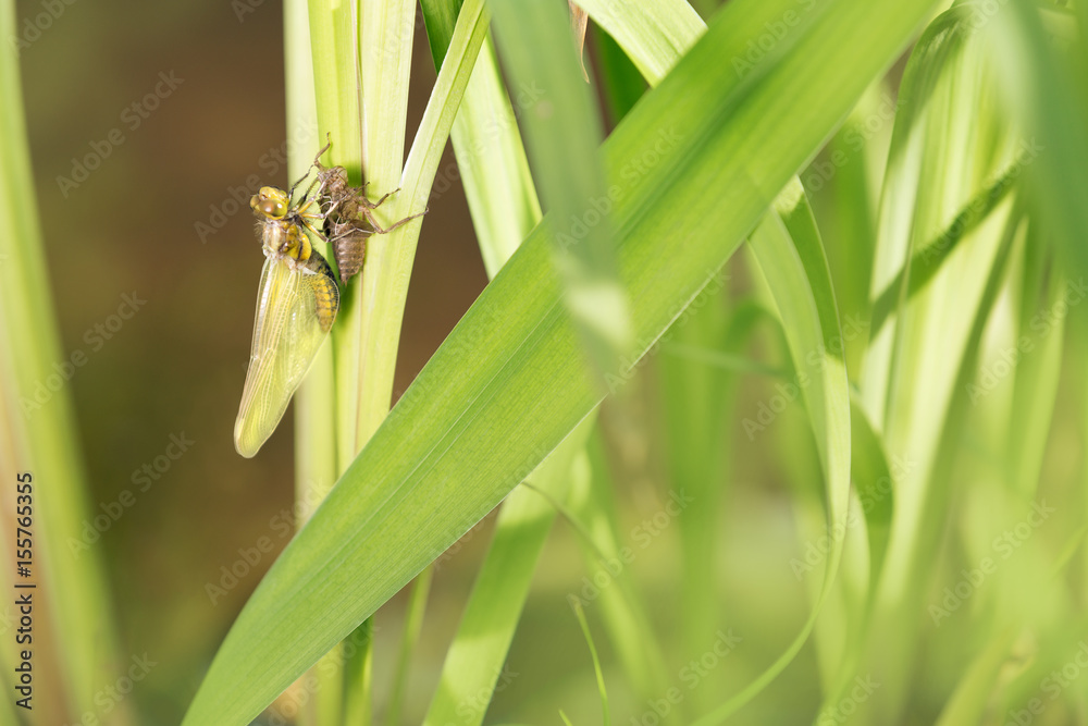Libelle, dragonfly, Plattbauchlibelle Libelle, dragonfly, Plattbauchlibelle