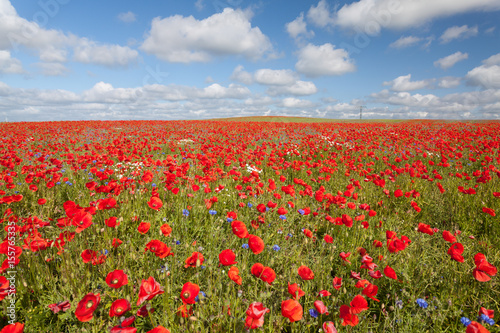 Wiese voller Mohn mit Wolkenhimmel