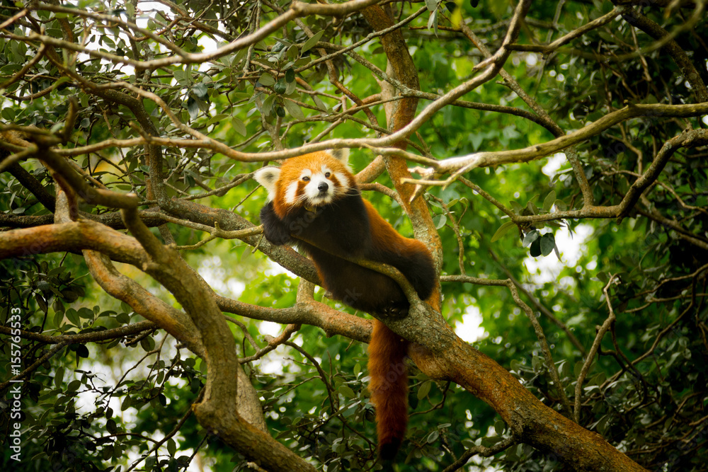 Red Panda in tree Red Panda in tree