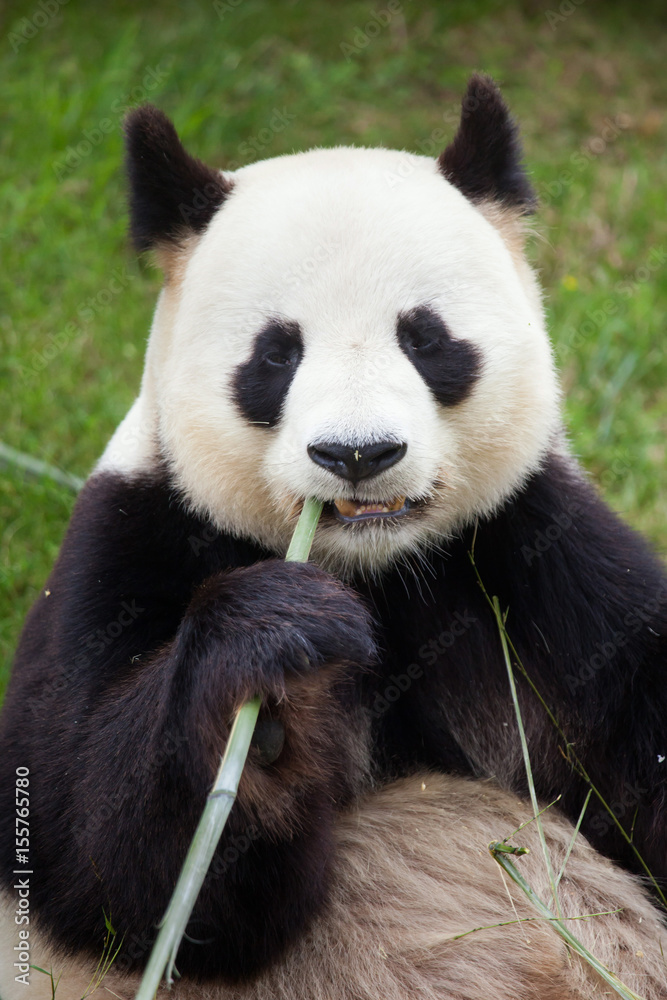 Giant panda (Ailuropoda melanoleuca). Giant panda (Ailuropoda melanoleuca).