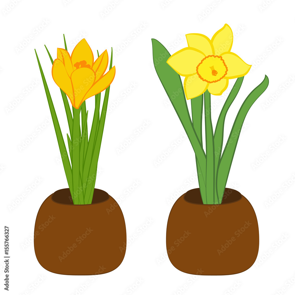 Set of yellow narcissus and yellow crocus flower in pots. Flat illustration isolated on white background. Vector illustration Set of yellow narcissus and yellow crocus flower in pots. Flat illustration isolated on white background. Vector illustration
