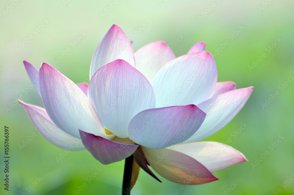 Blossom lotus flower