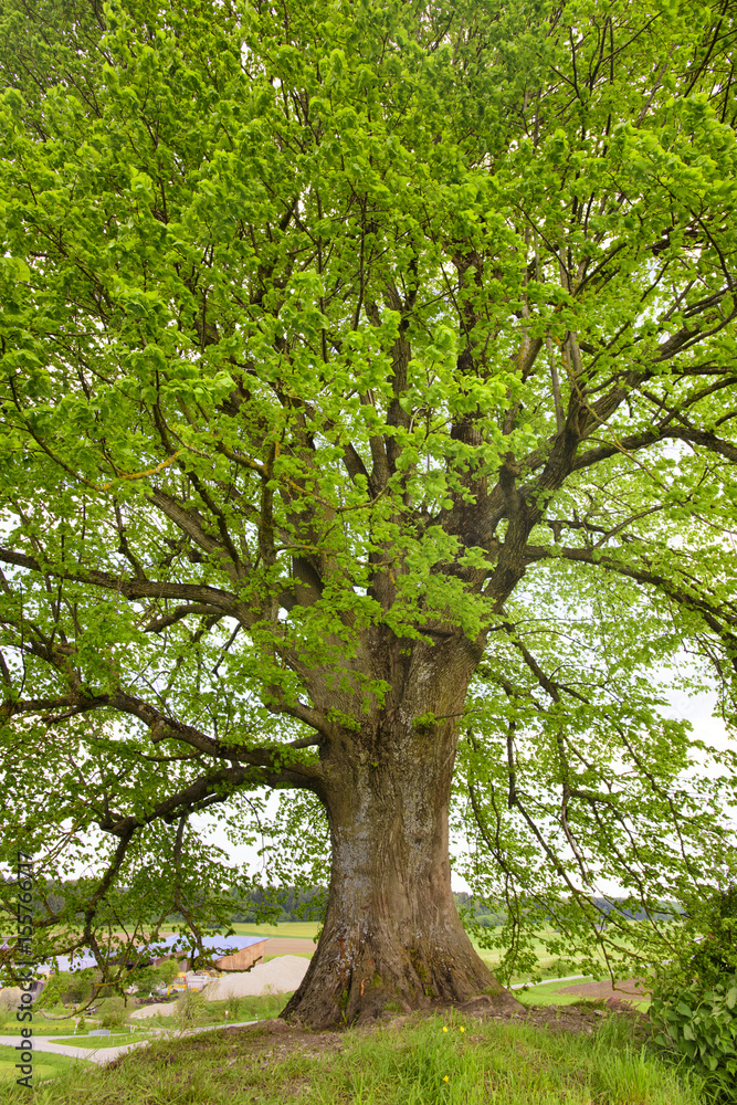 Große alte Linde Große alte Linde