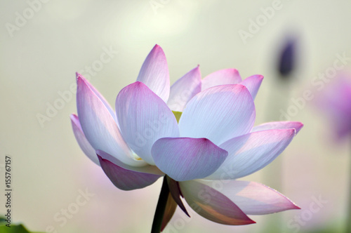 Fototapeta Naklejka Na Ścianę i Meble -  Blossom lotus flower