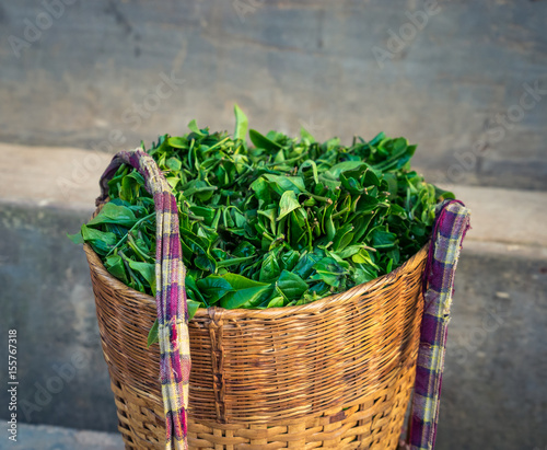 Bamboo basket with fresh green tea leaves on concrete stairs. Found in the mountains around Kyaukme, Shan State, Myanmar in the early tea season.