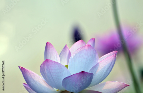 Blossom lotus flower